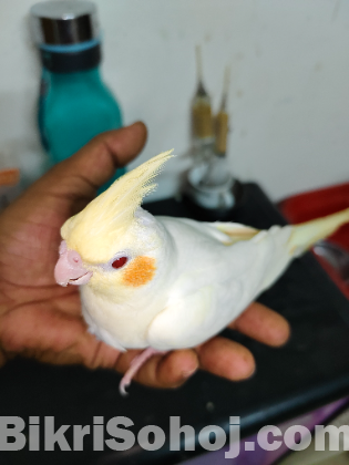 Kokatiel bird sell